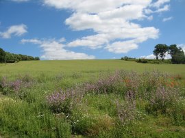 Greensand Way nr Buston Manor